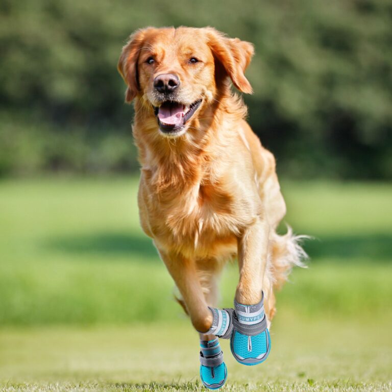 Protecting Paws: The Importance of Dog Shoes